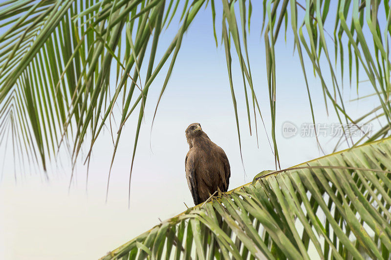 黎明时分，塞内加尔达喀尔，黑风筝(Mulvus migration，猛禽)停在棕榈树树枝上